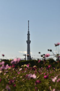 hirai sky tree et cosmos